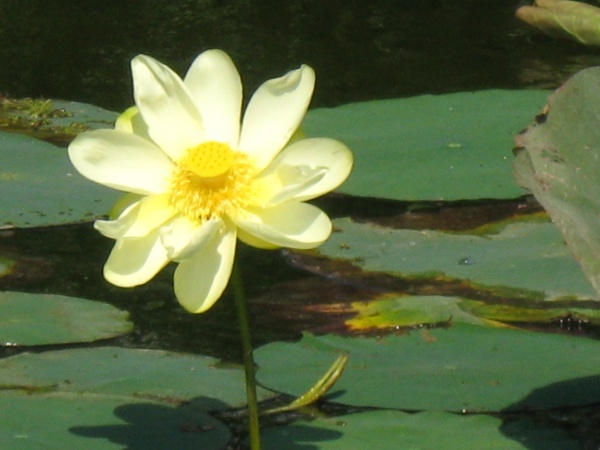 Lilypad