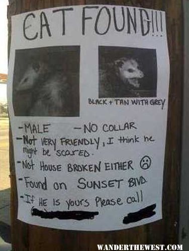 lost Cat