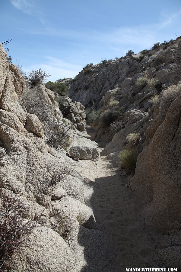 Lost Palms Oasis Trail