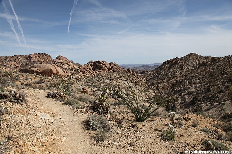 Lost Palms Oasis Trail