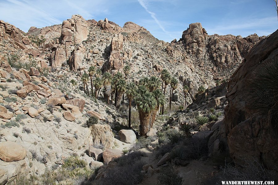 Lost Palms Oasis Trail