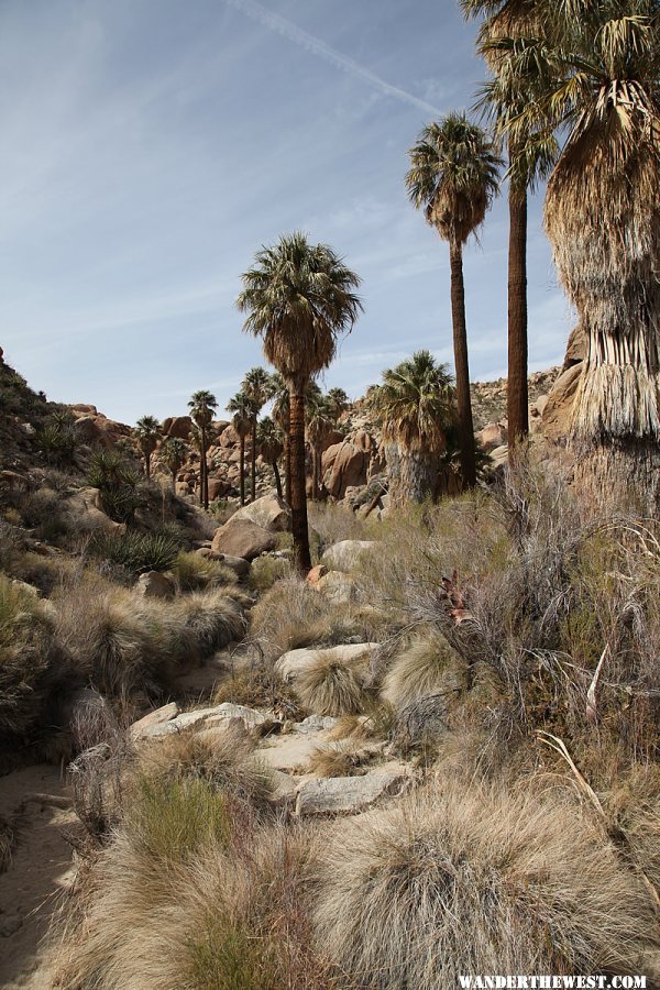 Lost Palms Oasis Trail