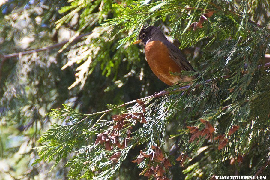 Male Robin