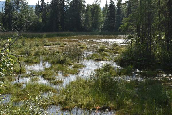 Marshy here.  Lots of moose here too.