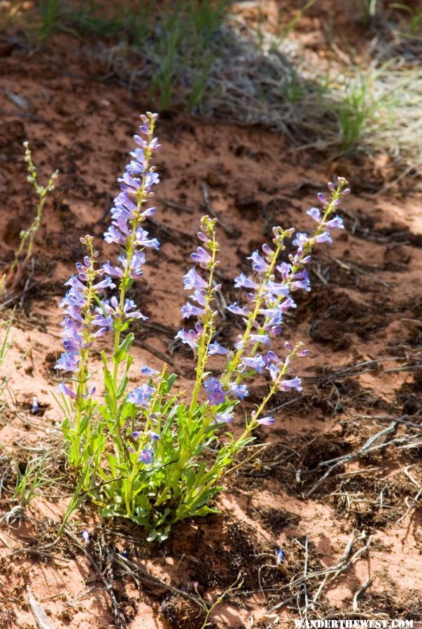 May Flowers--Colorado National Monument