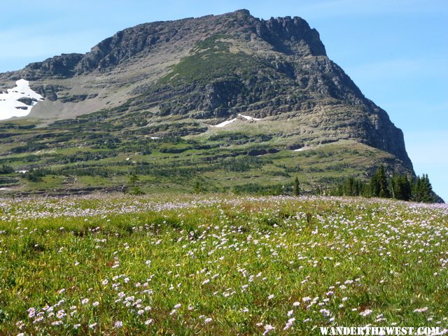 Meadow above the lodge