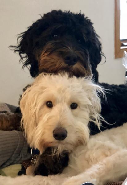 Molly and Cooper , the RV-ING Doodles