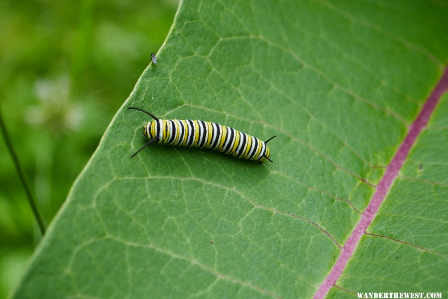 Monarch Caterpillar