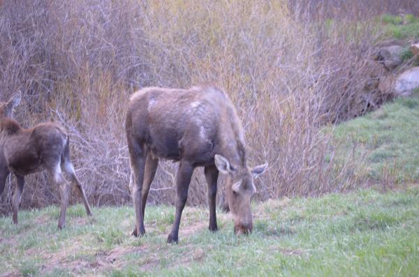 Moose cow and she had two calves with her.  Right off the shoulder of the road