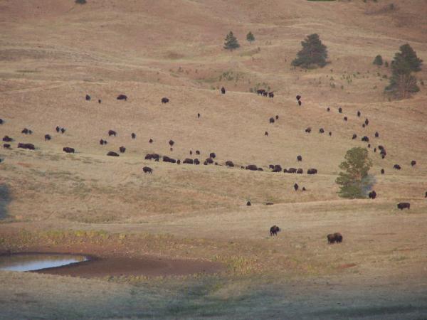 More of the 1500+ buffalo in the State Park that roam free