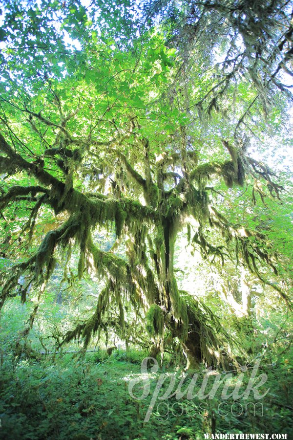 Moss dripping from a tree