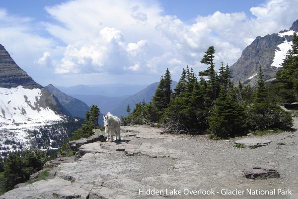 Mountain Goat at the overlook above Hidden Lake - Glacier NP