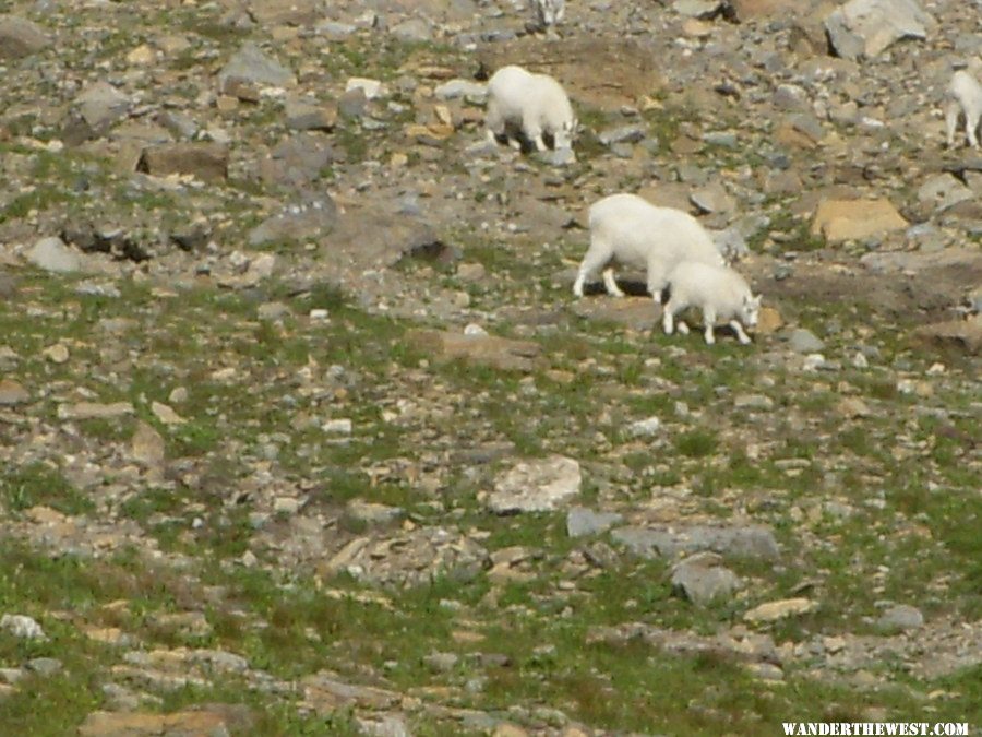 Mountain Goats in Glacier National Park