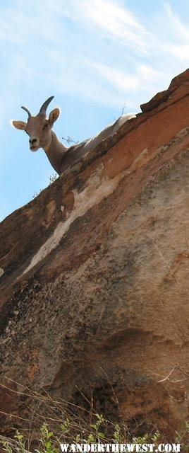 mtn goat.jpg