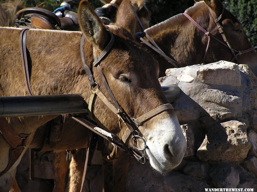 Mules for the Bright Angel Trail