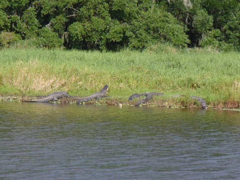 Myakka River SP, April '14