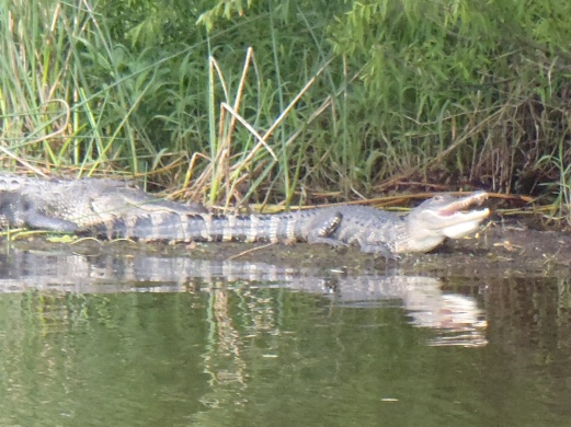 Myakka River SP, April '14