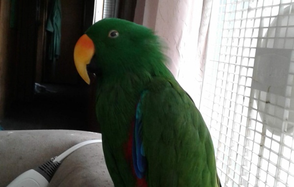 Mylo, eclectus