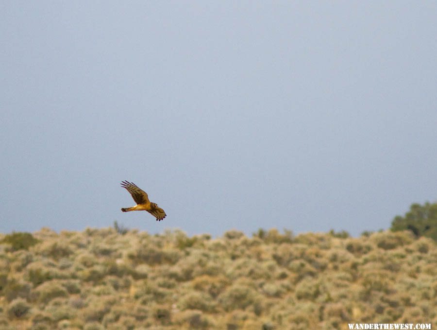 Northern Harrier.jpg