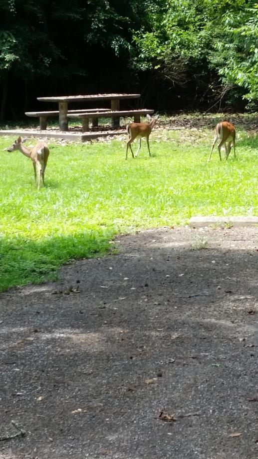 Oh Deer.  Fellow campers at the site next to us