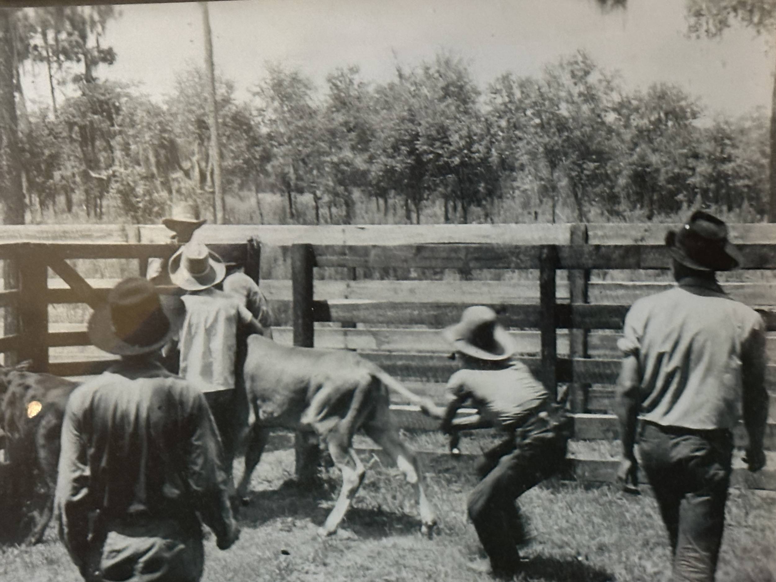 Old photo of a yearly cattle roundup and tagging.