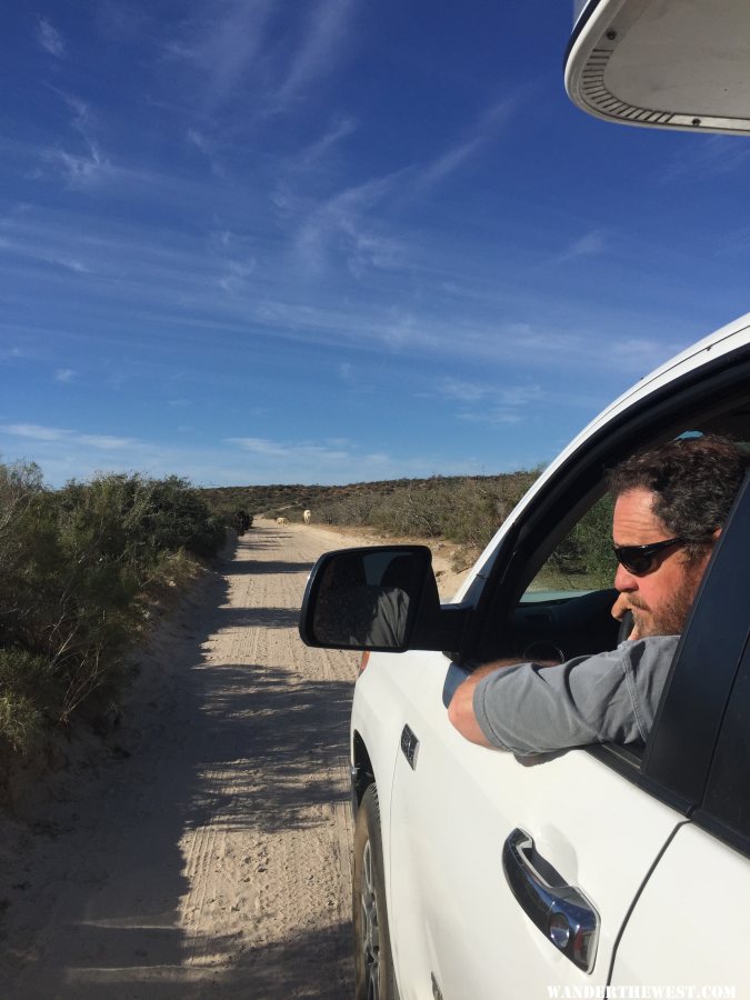 On The road To San Jose Del Cabo Waiting For The cows To come home