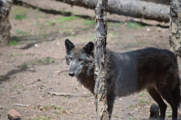 One of about 20 wolves that the center cares for