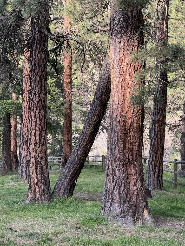 Oregon: Minam state park