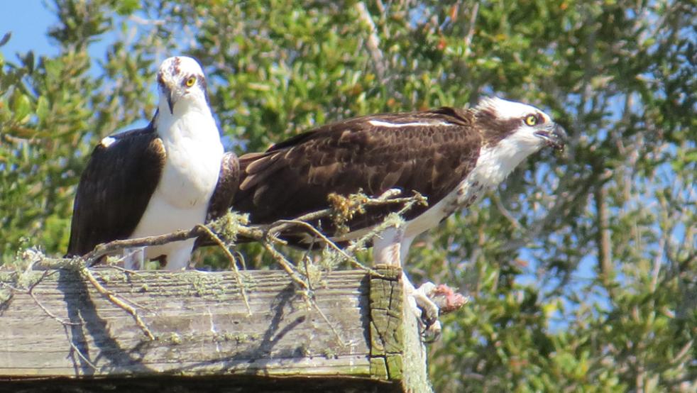 osprey