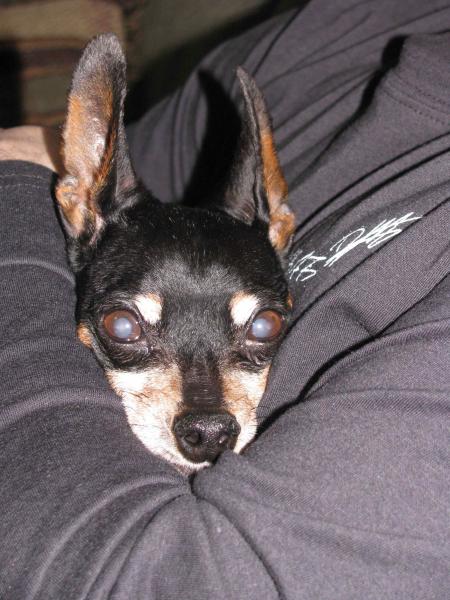 Our Dear little boy...  We had to say goodbye this spring, R.I.P. buddy. April 1998 to March 2011.