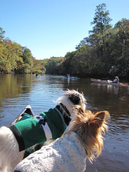 Ours Dog styling with their sweaters on the Edisto River