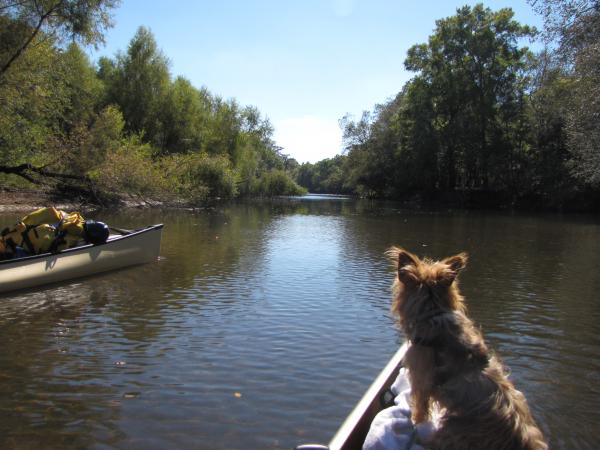 Paddling down the Ogeechee River, Ga.