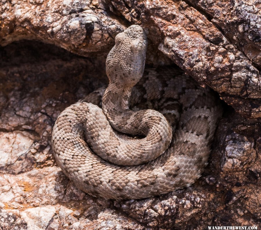 Panamint Rattler