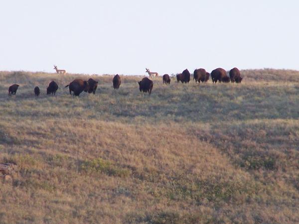 Part of the bison herd--Check out the ridge--I didn't even realize they were in the picture at the time