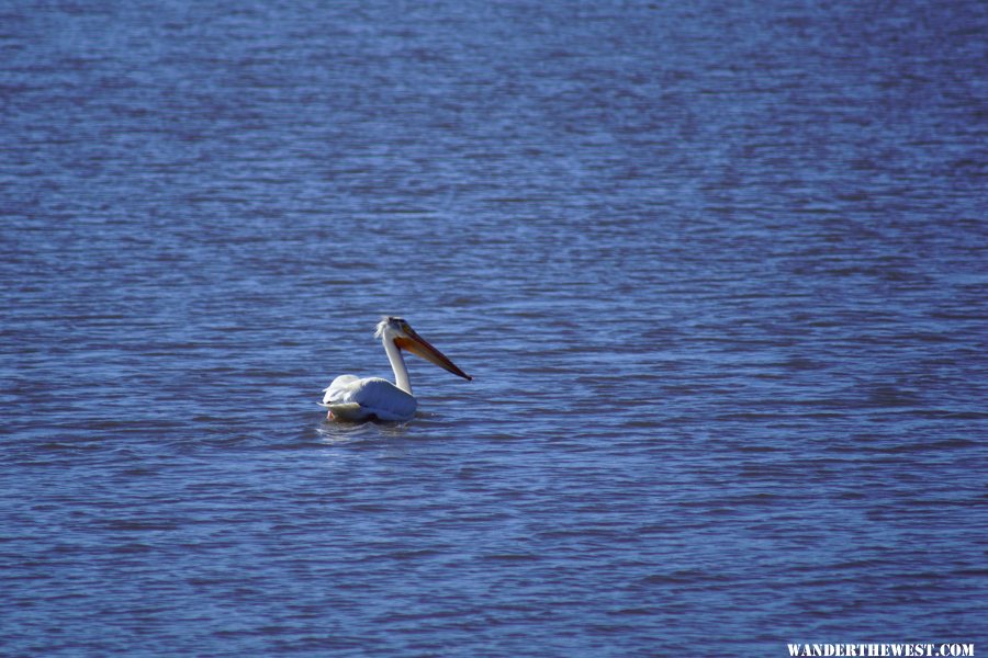 Pelican