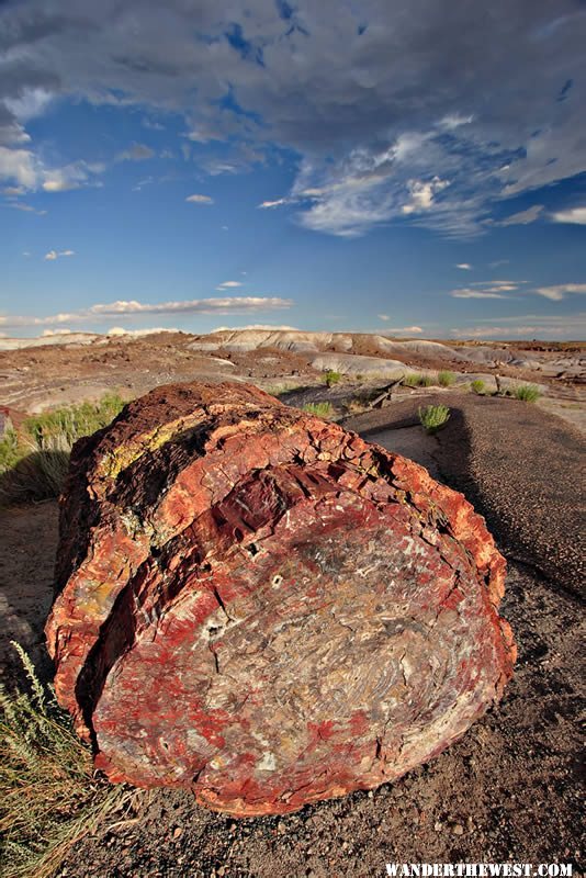 Petrified Log