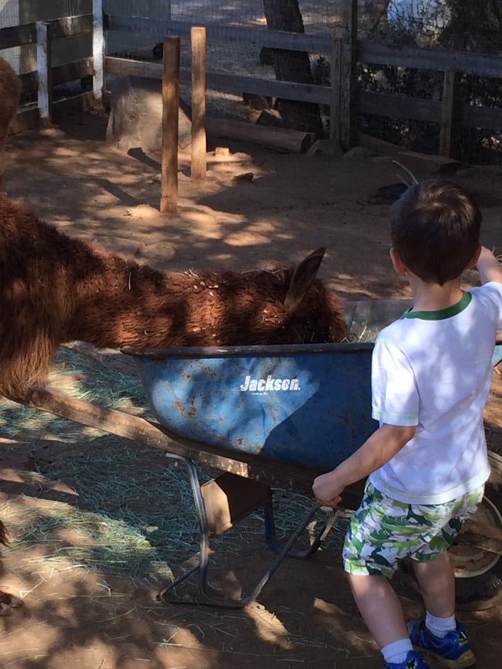 petting zoo feeding the animal