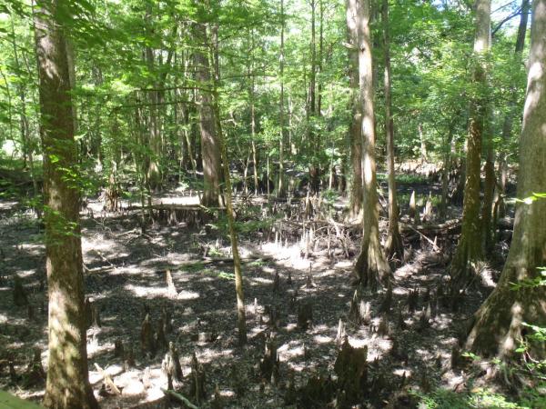 Pine Island Loop - Florida Caverns SP - Memorial Day wkd