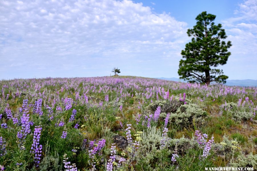 Pine Mountain summit June 2015