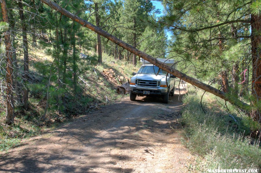 Pine Mountain Traverse: Blocked by downed tree.