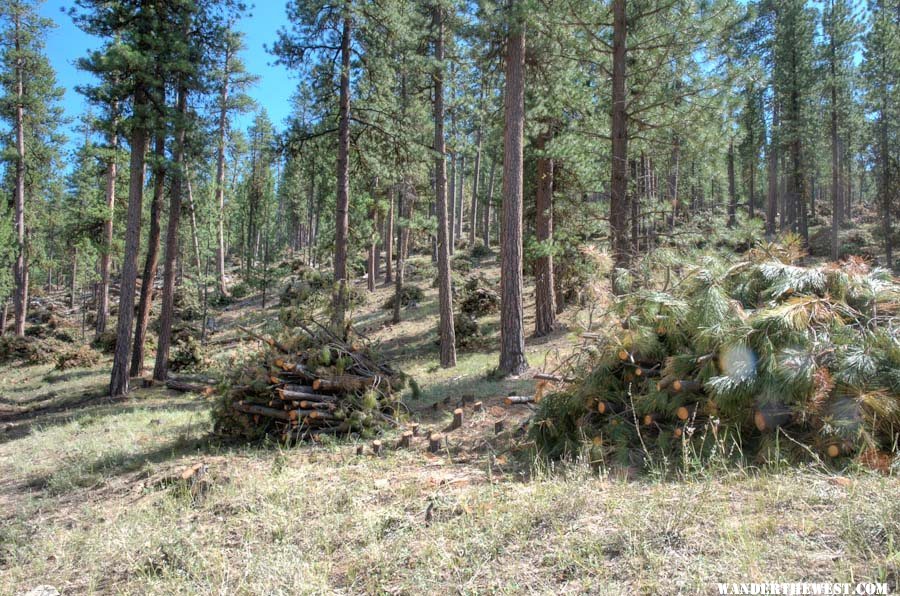 Pine Mountain:  Tree-Thinning Slash Piles