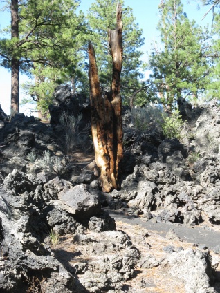 Pine trees in the lava