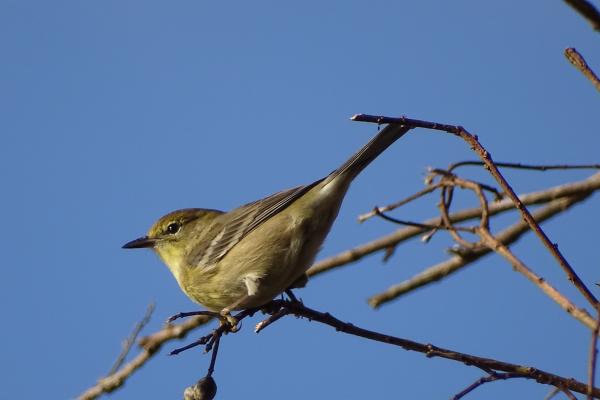 Pine Warbler