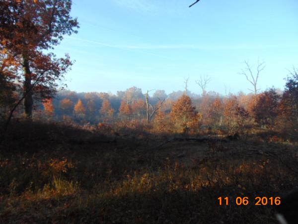 Pinery Provincial Park .... this is where there was a prescribed burn some years back