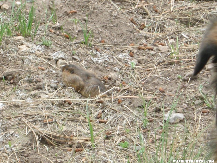 pocket gopher