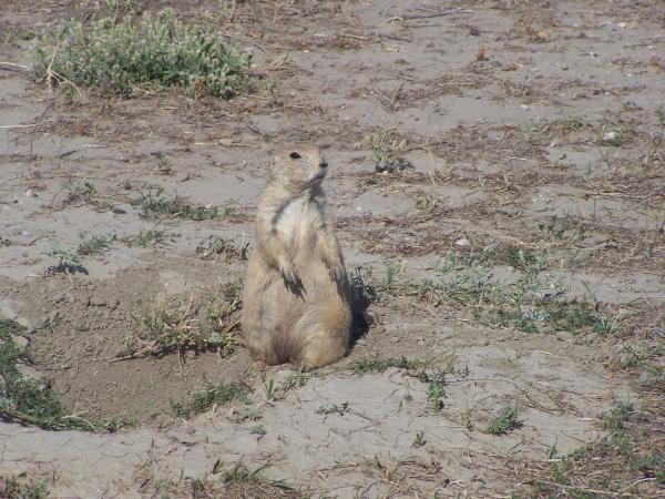 Prairie dog looking for a handout