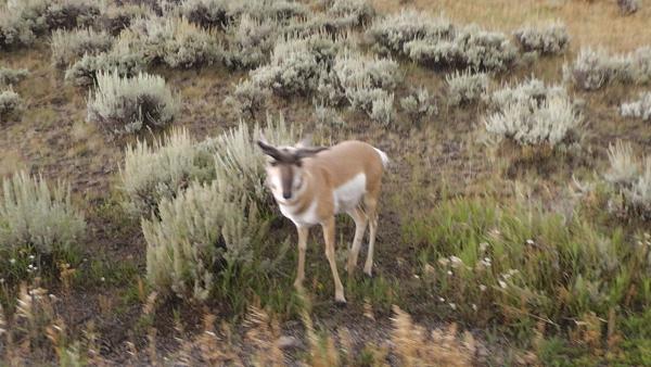 Pronghorn