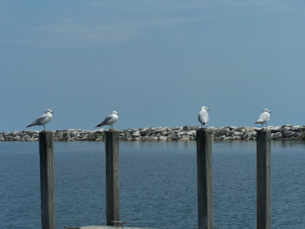 Protectors of the Harrisville Harbour