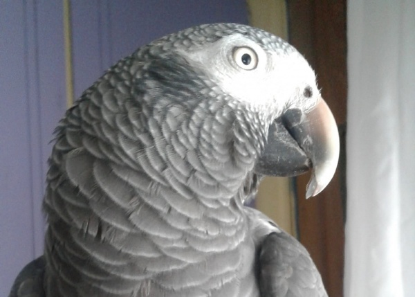 Puff, african grey