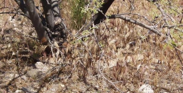 Rattle snake in the grass.  When the ranger caught him to be released away from the parking lot, he commented that this was a BIG snake.  That's too b